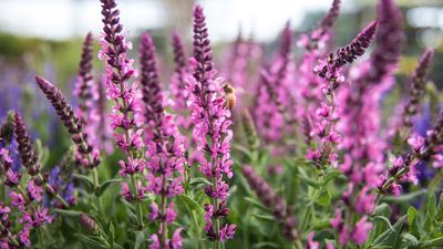 Perennials