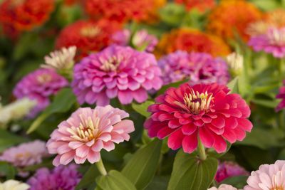 Annuals