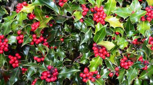 Shrubs