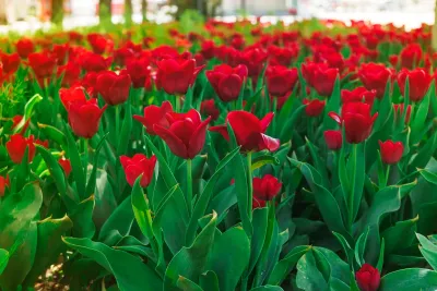 Bulbs