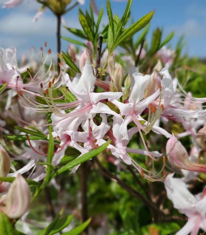 Rhododendron - &#39;Azalea Periclymenoides&#39;