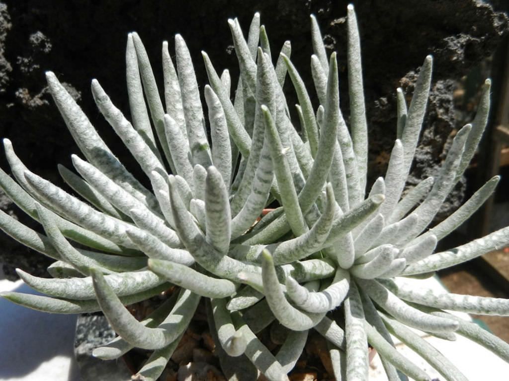 Senecioneae - Caputia Scaposa &#39;Woolly Senecio&#39;