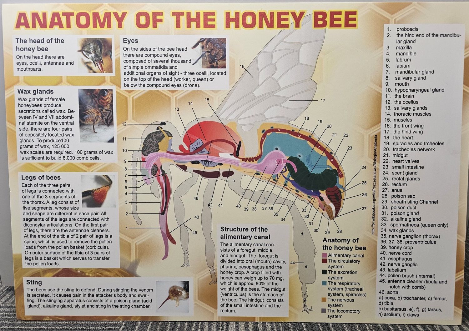 Educational Boards XXL, Design: Bee Anatomy