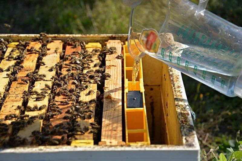 Frame feeder to sit American Langstroth Beehives (1.5L &amp; 3.5L)