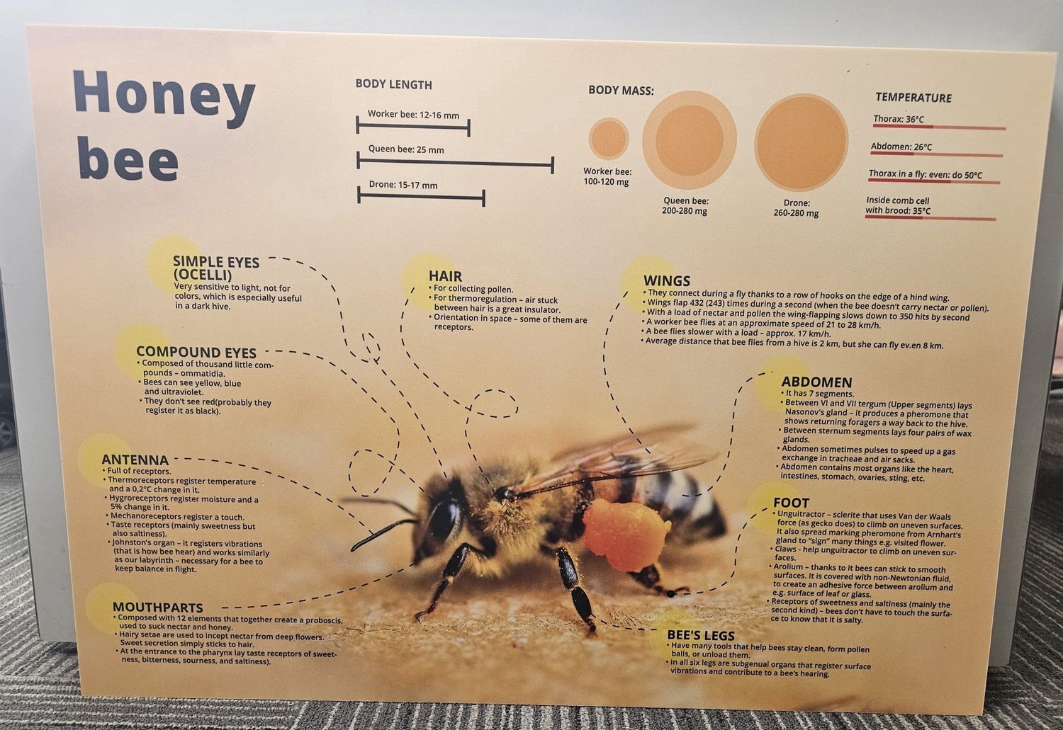 Educational Boards XXL