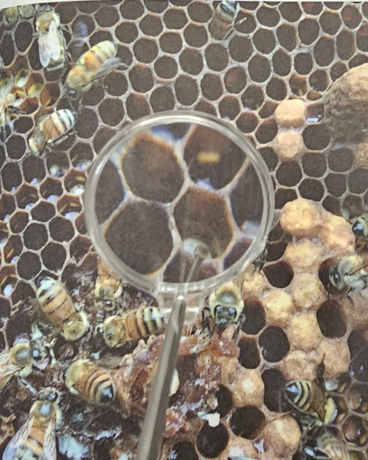 Queen Grafting tool with Magnifying Glass
