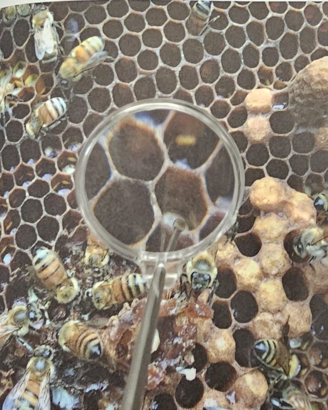 Queen Grafting tool with Magnifying Glass