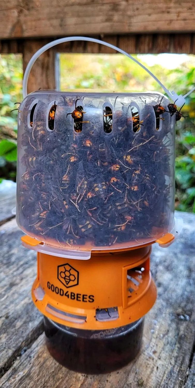 Selective Trap for Asian hornets (Vespa velutina)