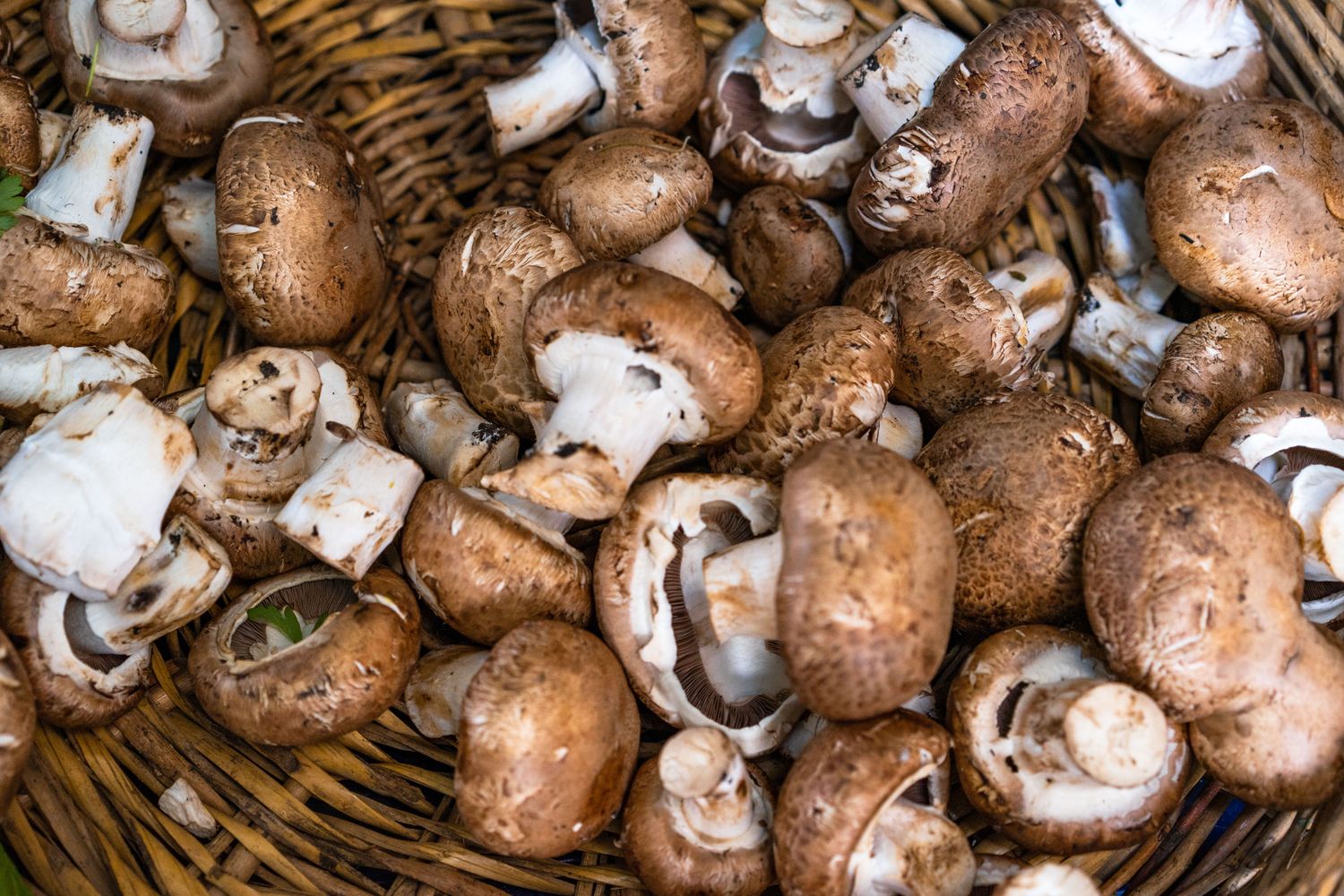 Mushroom Barley Soup (serves 4)