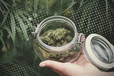 Sativa Strains