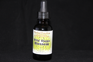 Wild Dagga Blossum Tincture (1oz Bottle)