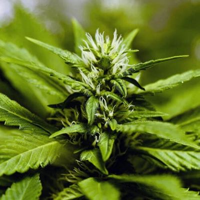 Understanding Cannabis Mold - Grey Stuff