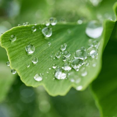 Is Ozonated Water Good for Plants?