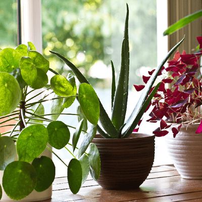 How to Get Rid of Powdery Mildew on Plants