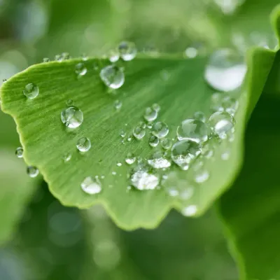 Is Ozonated Water Good for Plants?