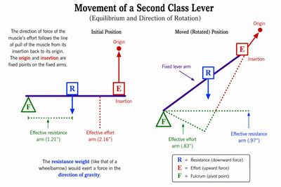 The Effective Lever Arm: Why Lever Class Does Not Set Mechanical Advantage [2026-10-16 07:00]