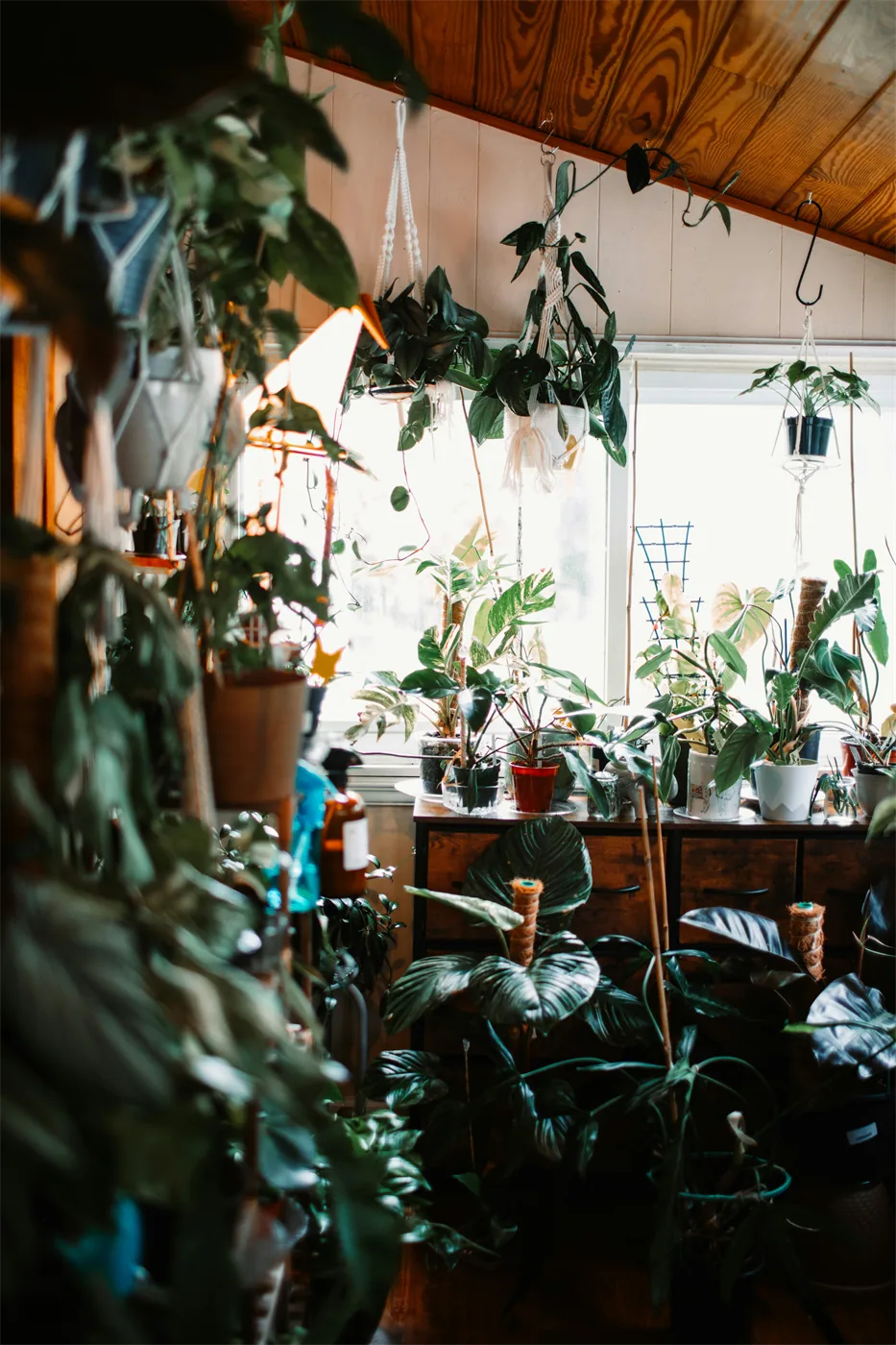 Healthy green houseplants arranged in a bright indoor space