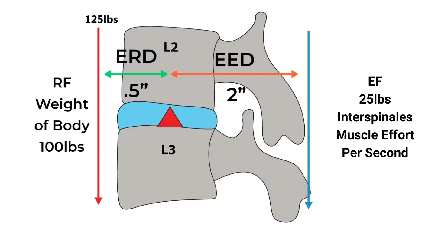 Low back diagram showing good posture and balanced forces at L2 on L3