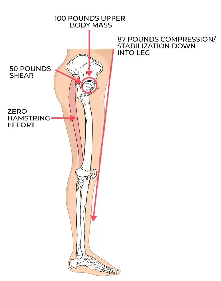 Hamstring diagram with good posture and low shear