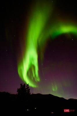 la mano di &quot;aurora&quot;