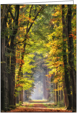 Allee im Herbst