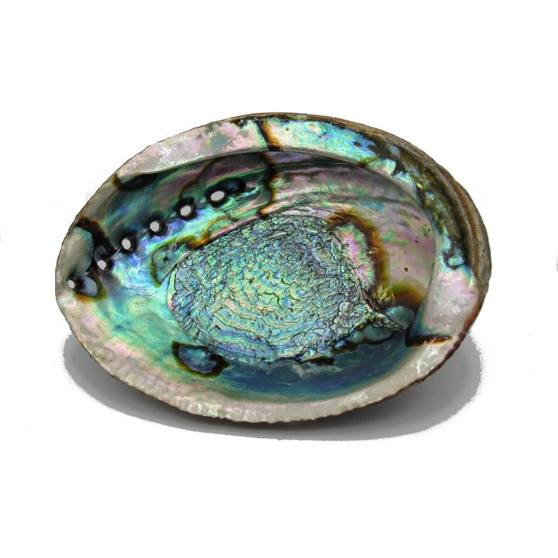 Large Abalone Shell Ashtray