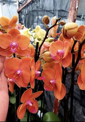 ​Orquidea variedad Naranja
