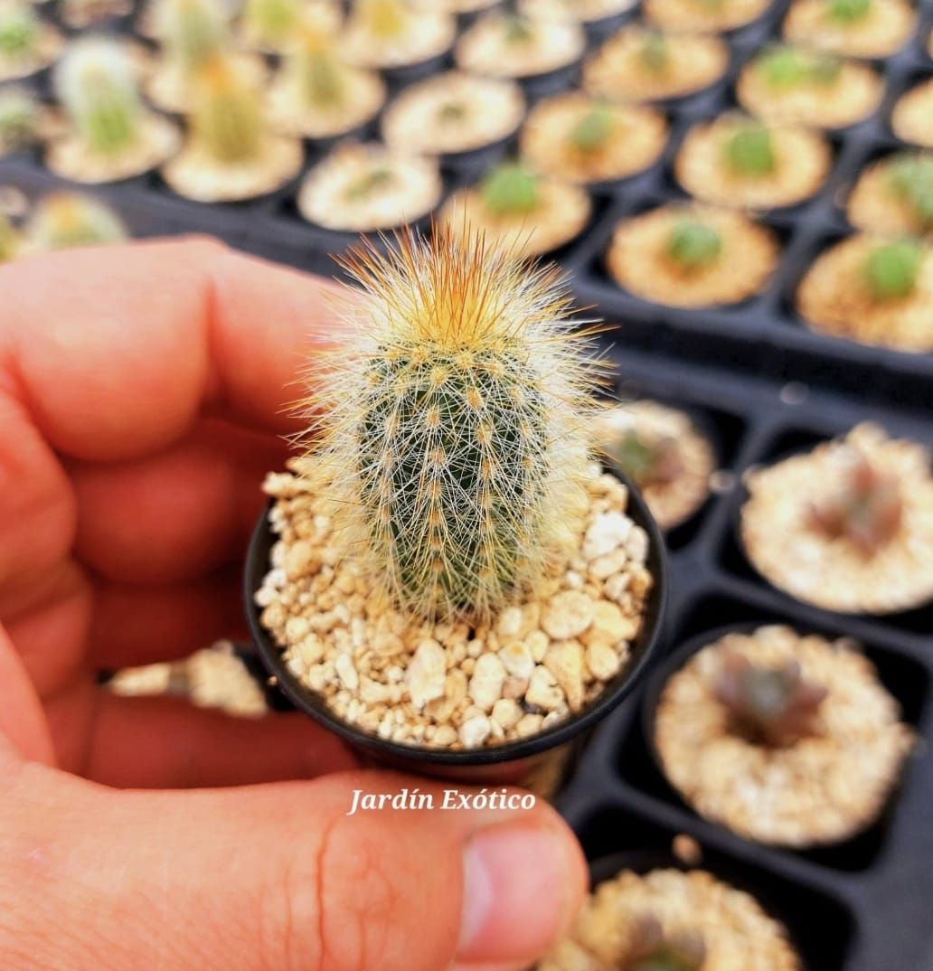 Mini Cactus y Suculentas Especiales