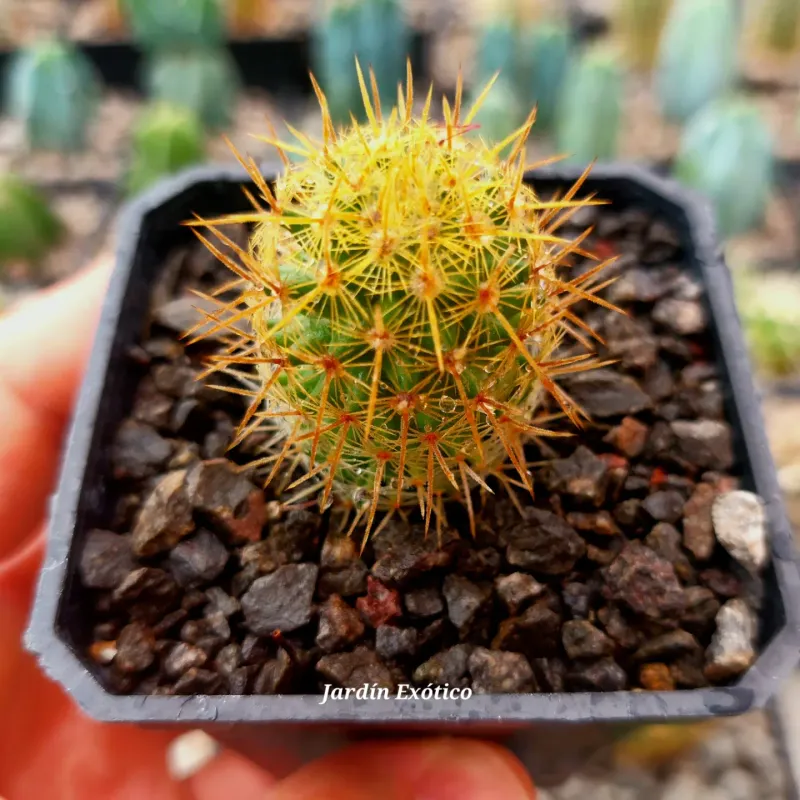 Mammillaria eriacantha