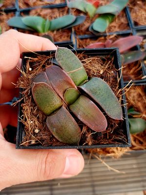 Gasteria spp