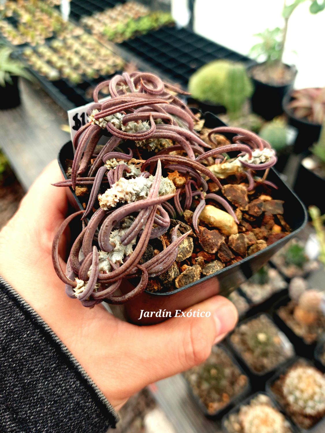 Euphorbia cilindrifolia
