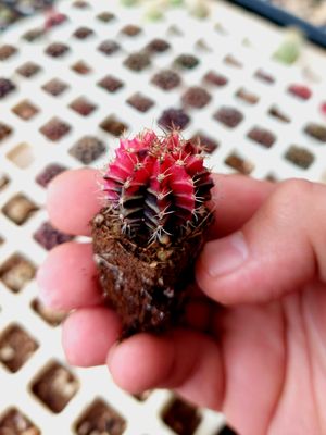Gymnocalycium variegata