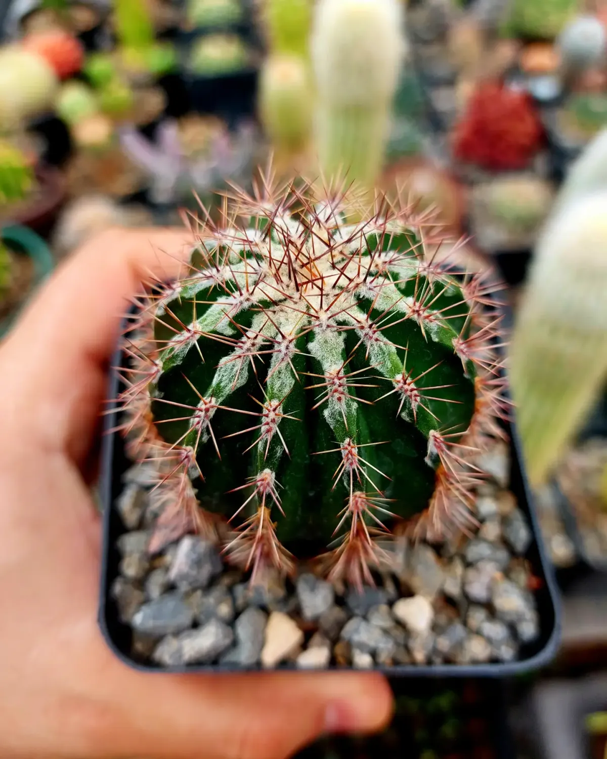 Echinopsis cv jaku o