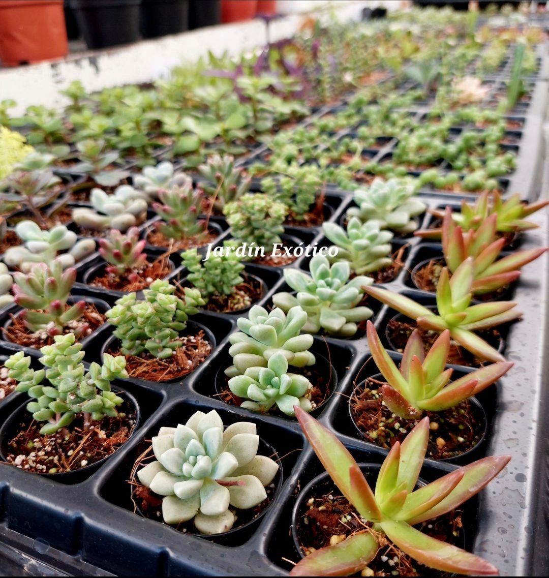 Mini Suculentas Sencillas