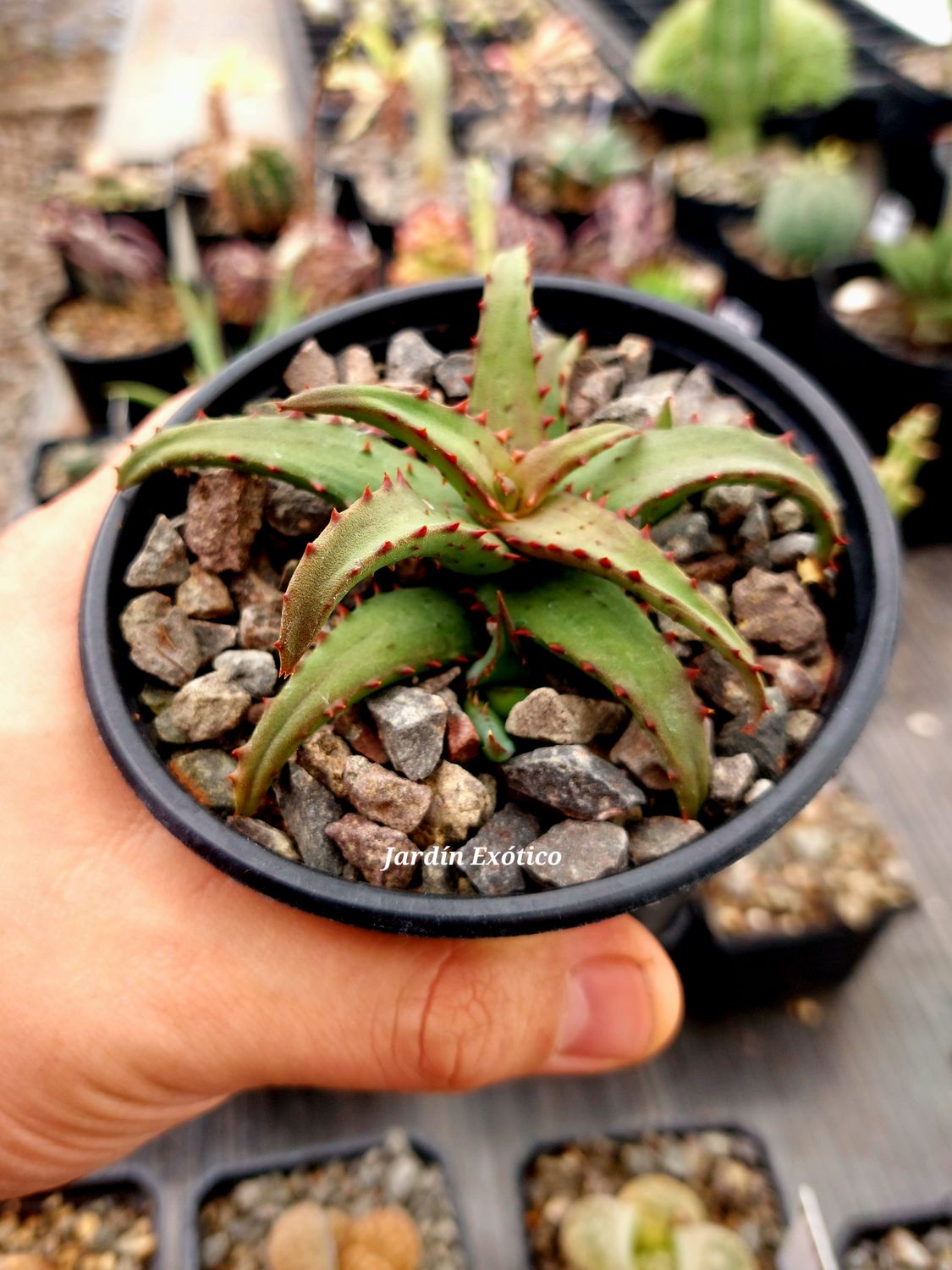 Aloe Castillonae