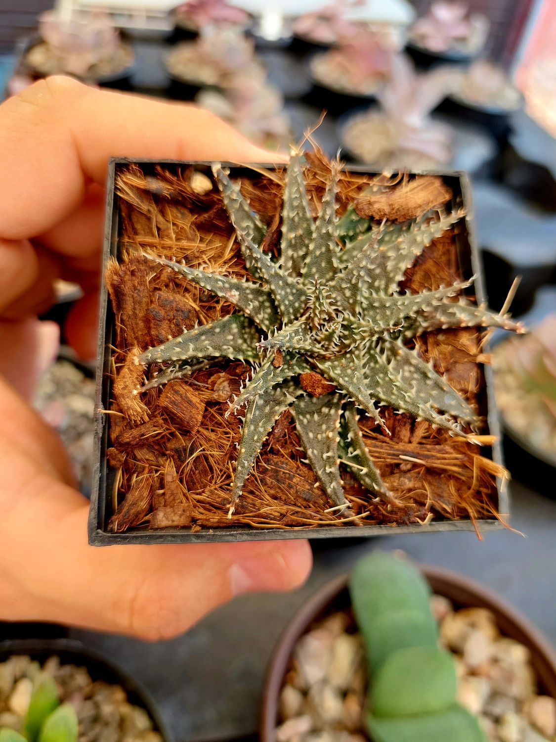 Aloe pepe