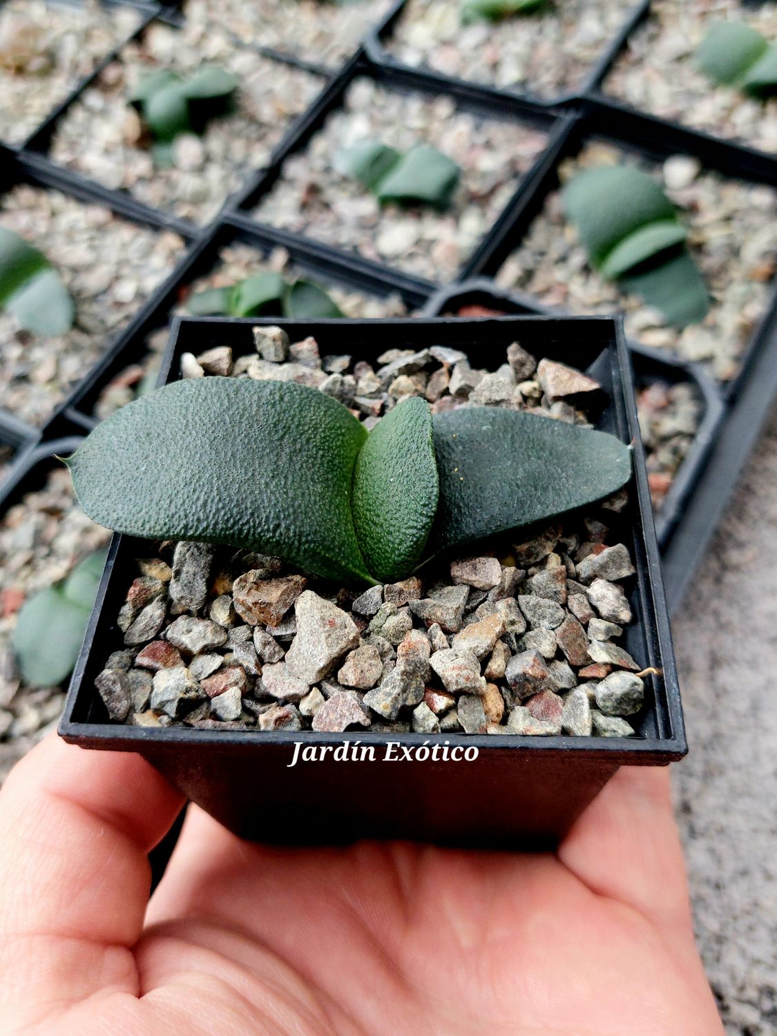 Gasteria amstrongii