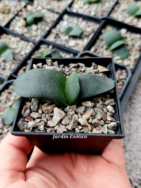 Gasteria amstrongii