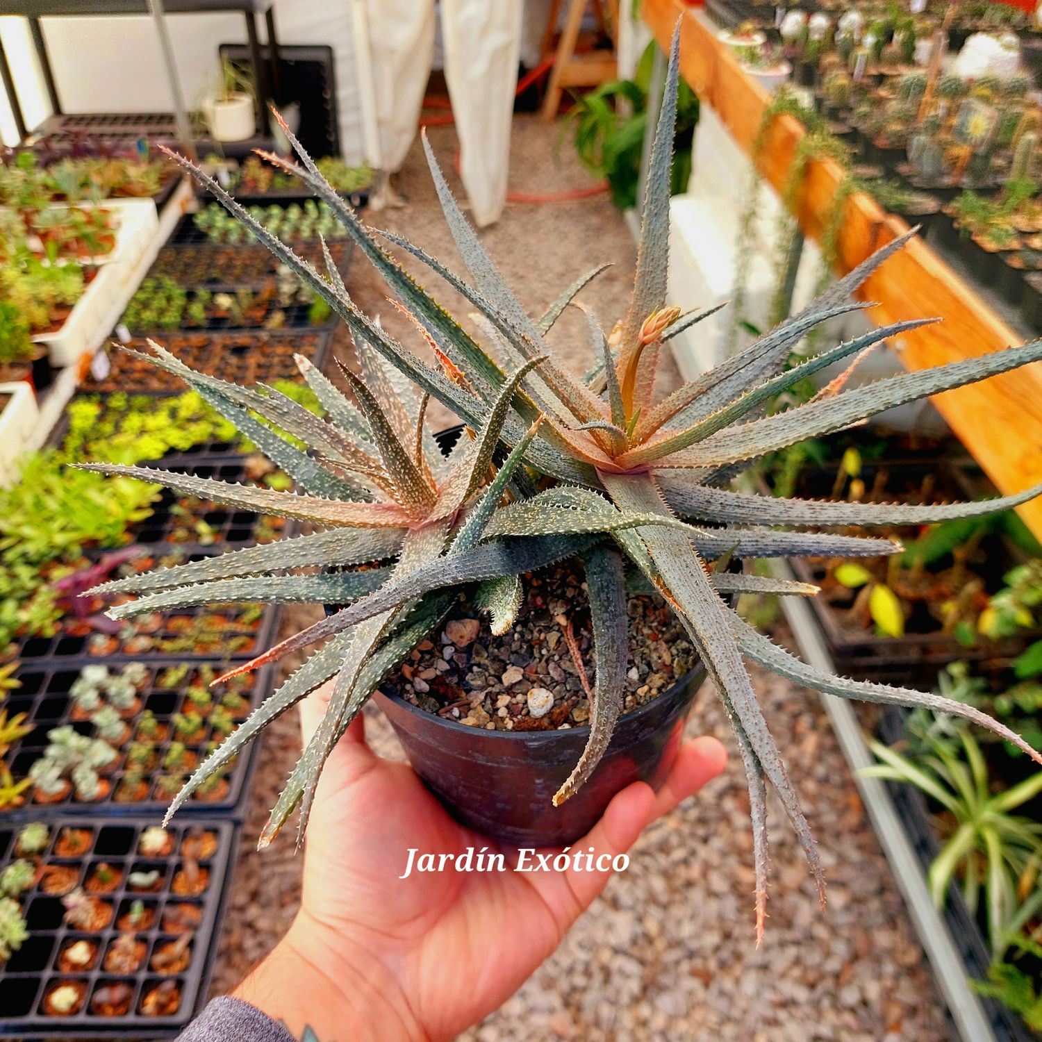Aloe &quot;Dragón&quot;