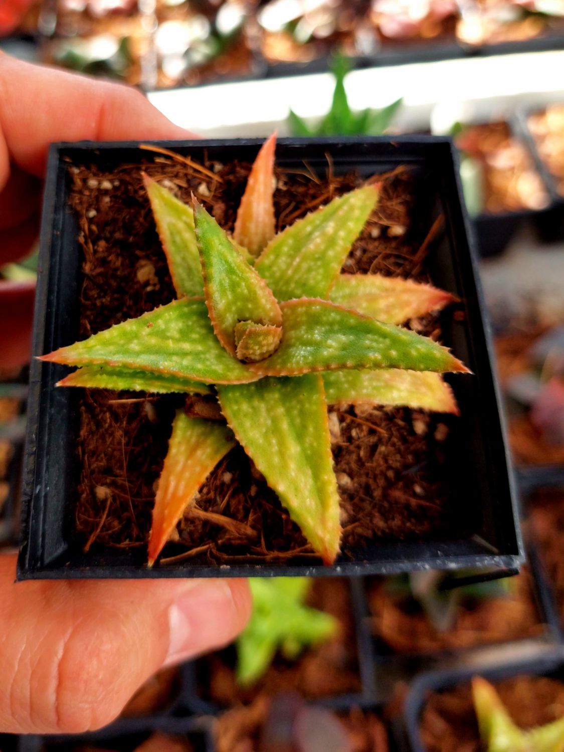 Aloe spp