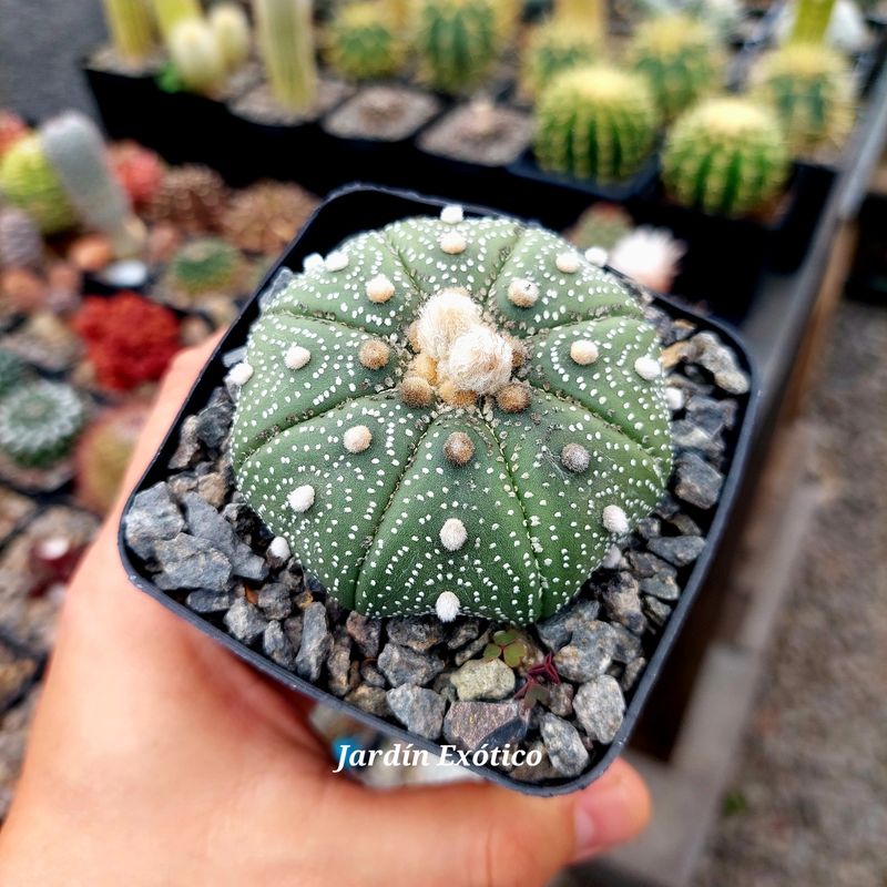 Astrophytum asterias