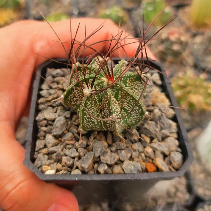Astrophytum ornatum