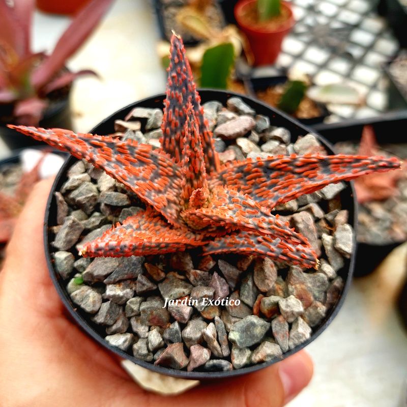 Aloe Flama