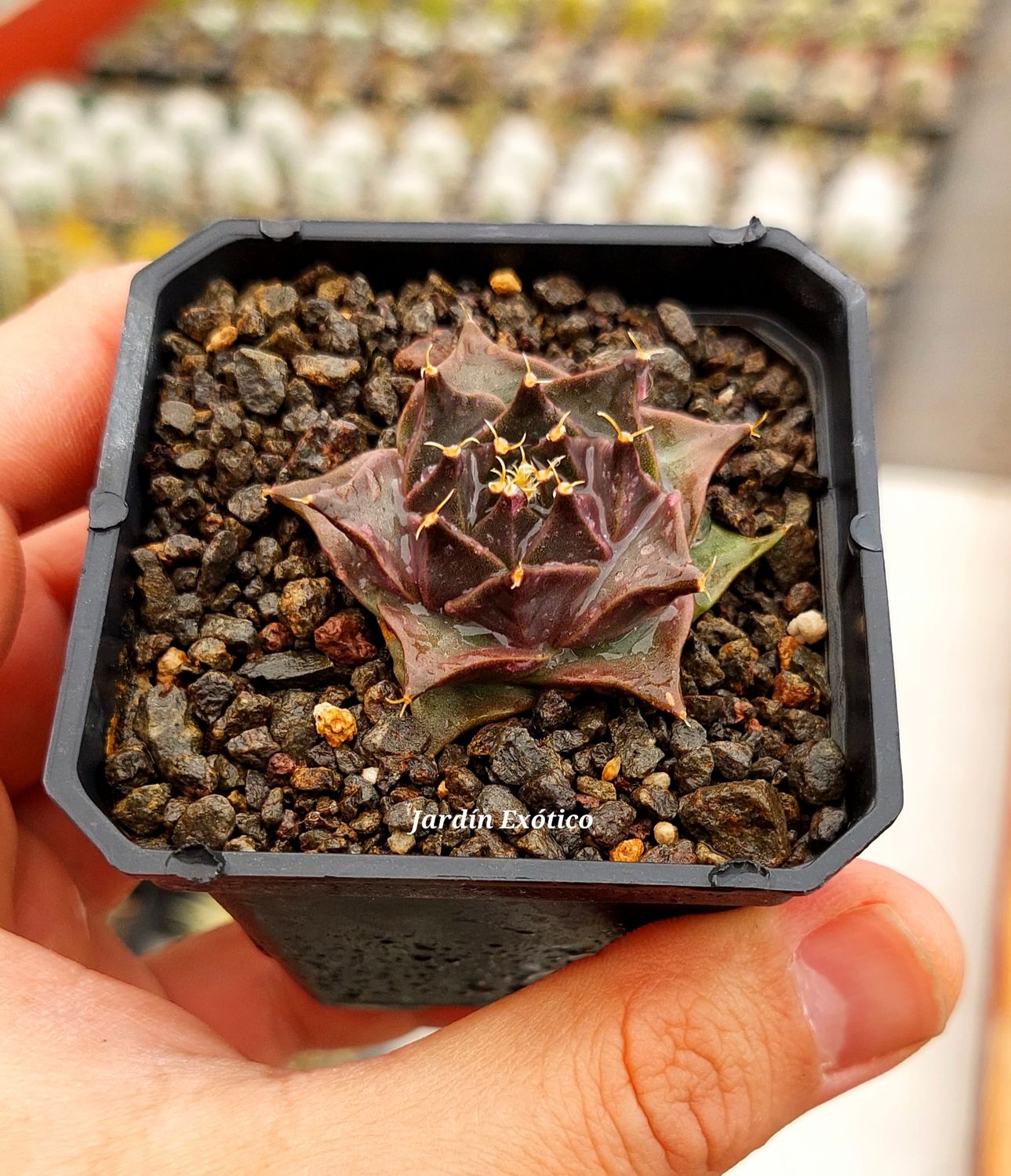 Obregonia denegrii