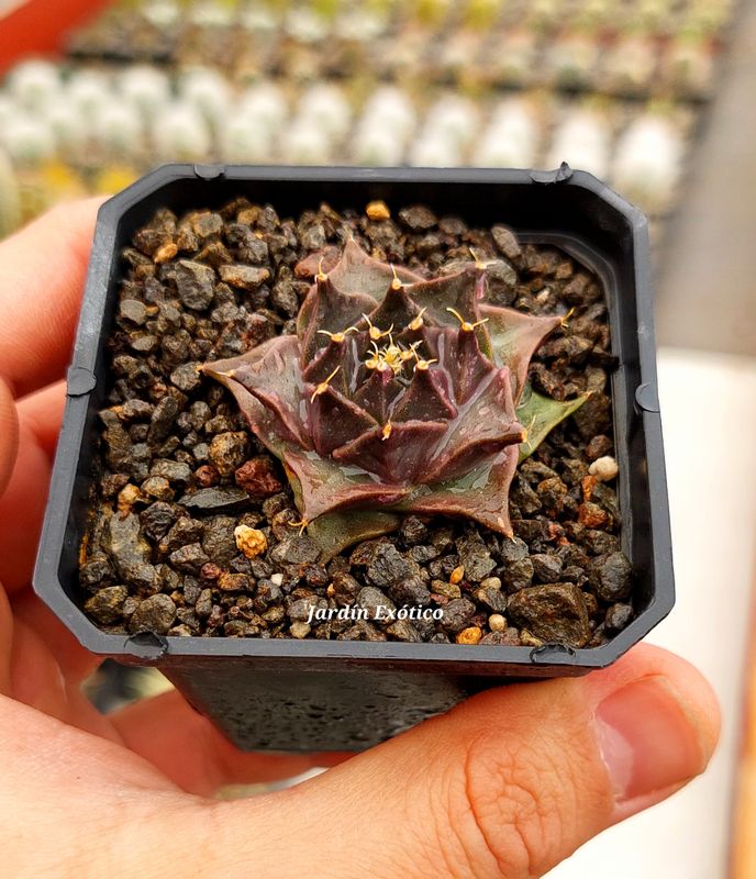 Obregonia denegrii