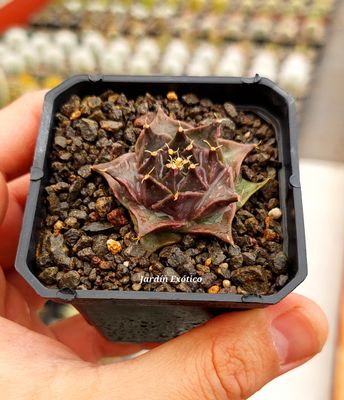 Obregonia denegrii