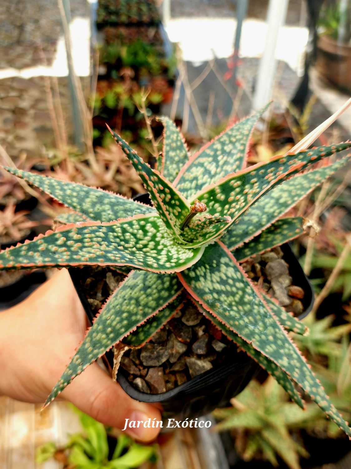 Aloe hibrido  A32