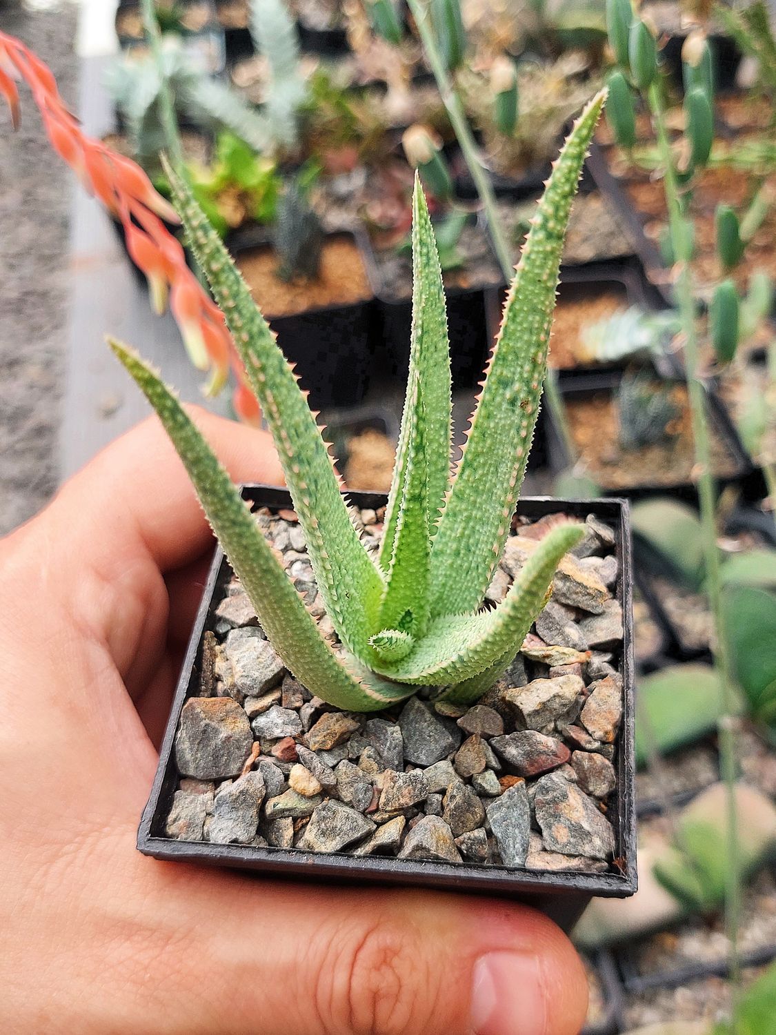 Aloe Withe Dragon