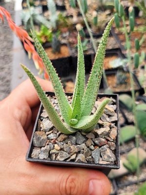 Aloe Withe Dragon