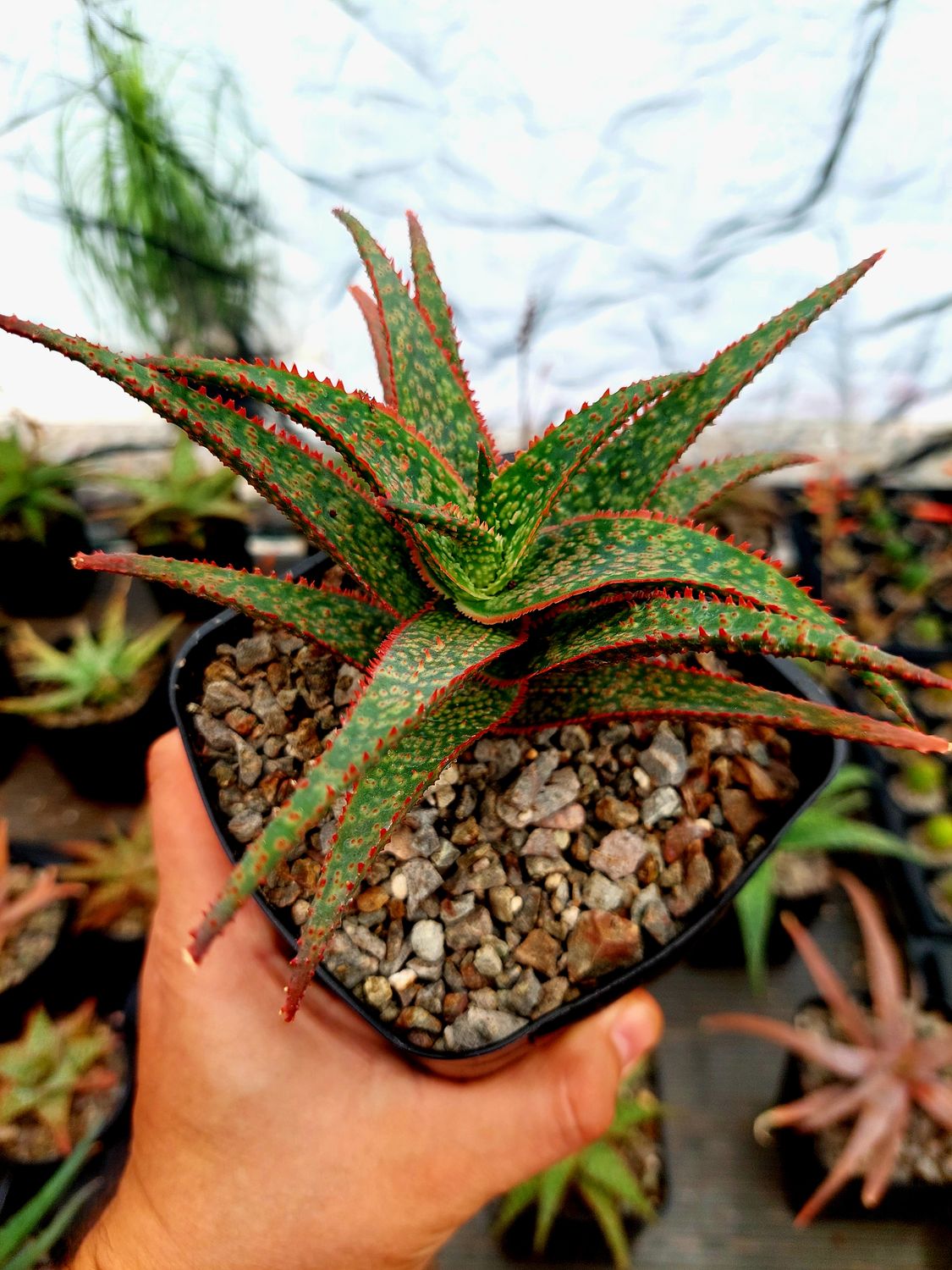 Aloe hibrido  F32